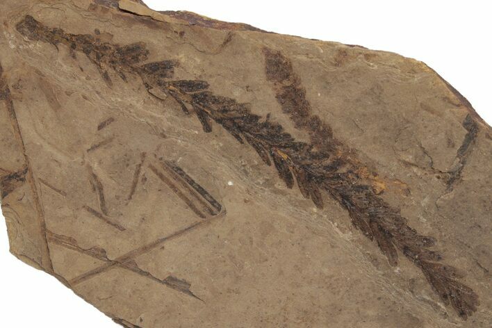 Metasequoia Fossil Plate - McAbee Fossil Beds, BC #213257